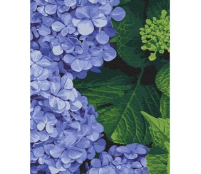 Картина по номерах "Яскрава гортензія" 40х50 см