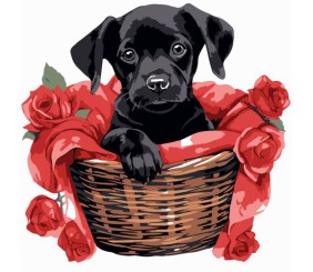 Картина по номерах "Чорне щеня з трояндами" 20х20 см